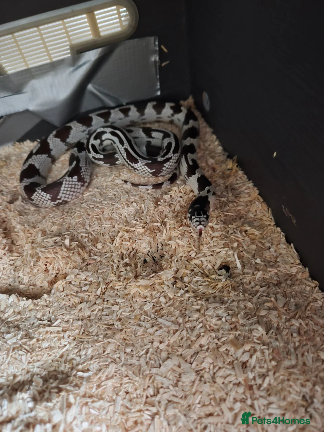 King Snake reptiles for sale: Cali king snake for sale - Advert 1