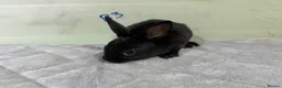 Rex rabbits for sale: mini Rex’s babies 8weeks + - Advert 7