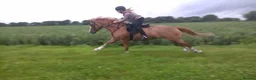British Warmblood horses for sale: Warmblood X - Advert 6