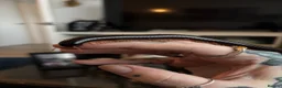Millipedes invertebrates for sale: Millipede in Paignton - Advert 4