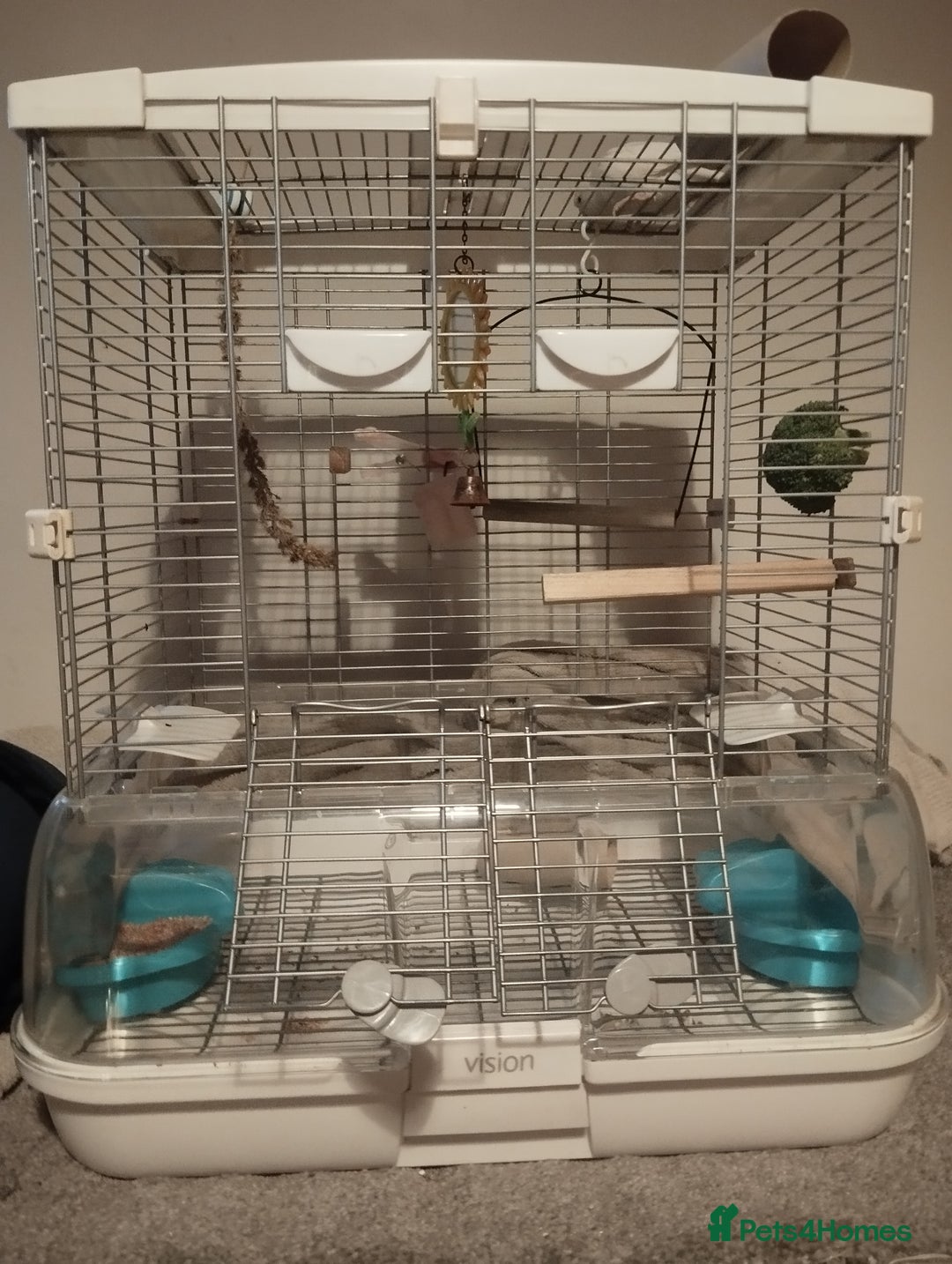 Budgerigars birds for sale: Budgie female for sale very tame Lutino  - Advert 4