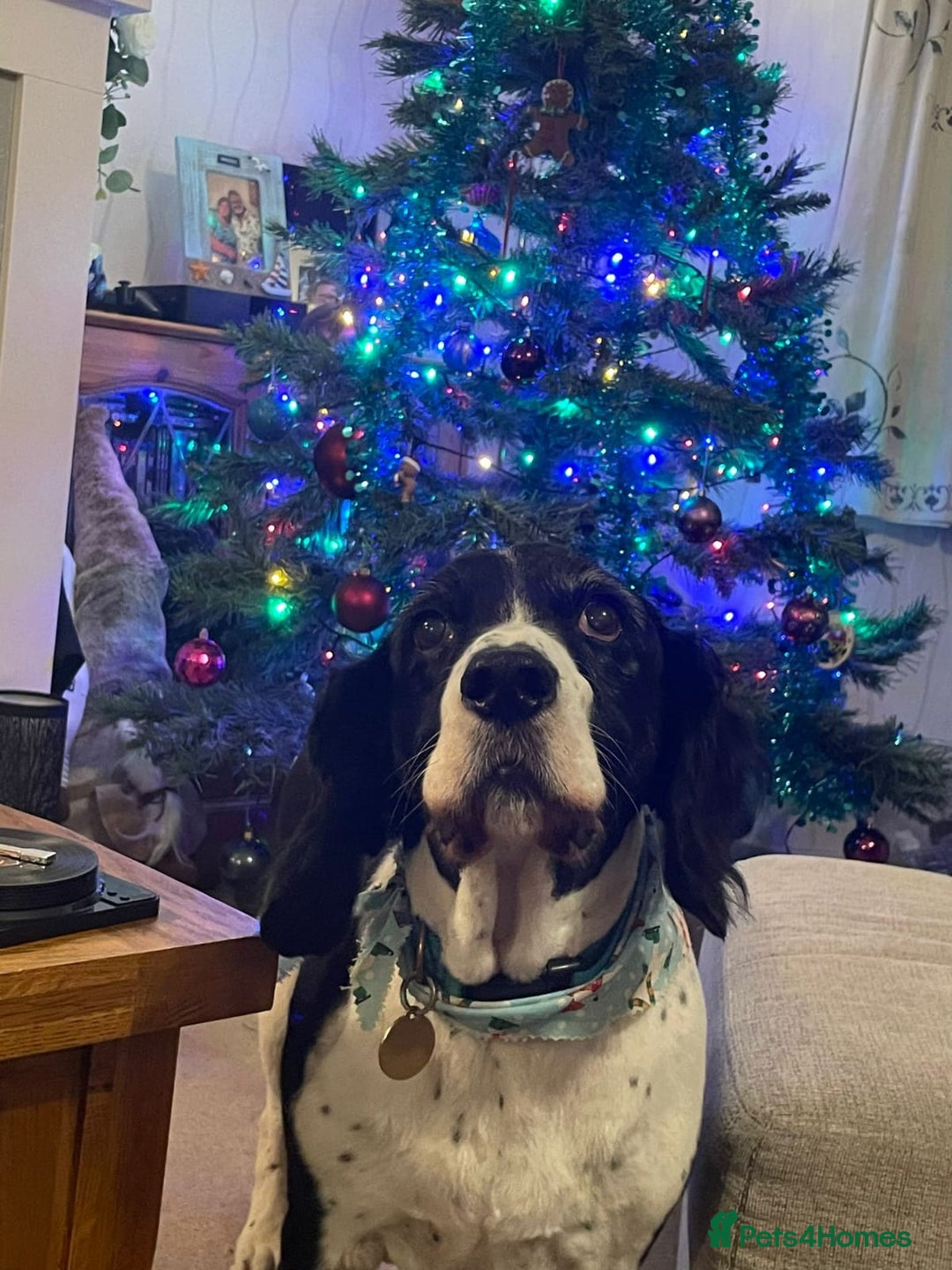 Mixed Breed dogs for adoption: 💙JAKE💙-A GOLDEN BOY WHO DESERVES PEACE, NOT LOSS - Advert 8