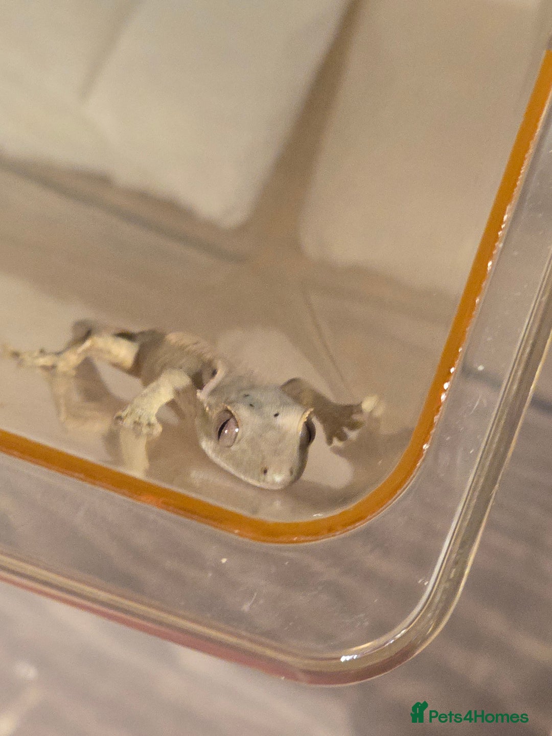 Gecko reptiles for sale: Baby crested geckos  - Advert 2