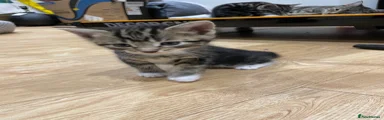 Domestic Shorthair 3