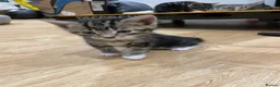 Domestic Shorthair cats for sale: 4 Shorthair kittens - Advert 6