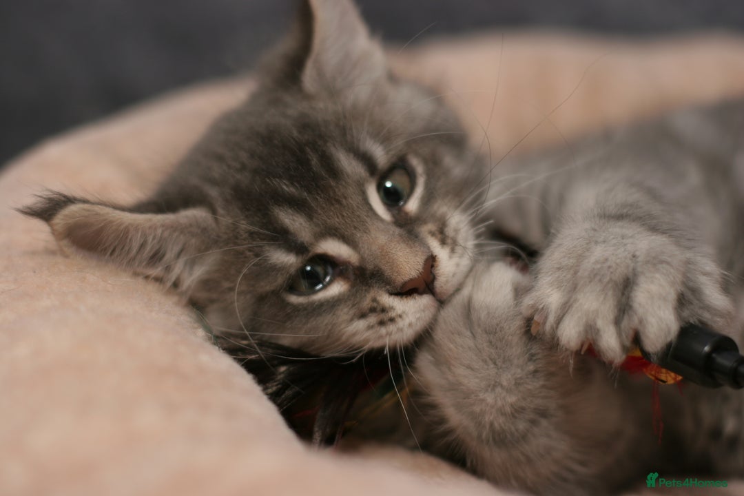 Maine Coon cats for sale: Mainecoon kittens TICA REGISTERED stunning - Advert 15