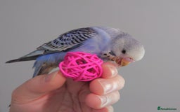 Budgerigars birds for sale: Hand reared silly tame baby budgies  - Image 18