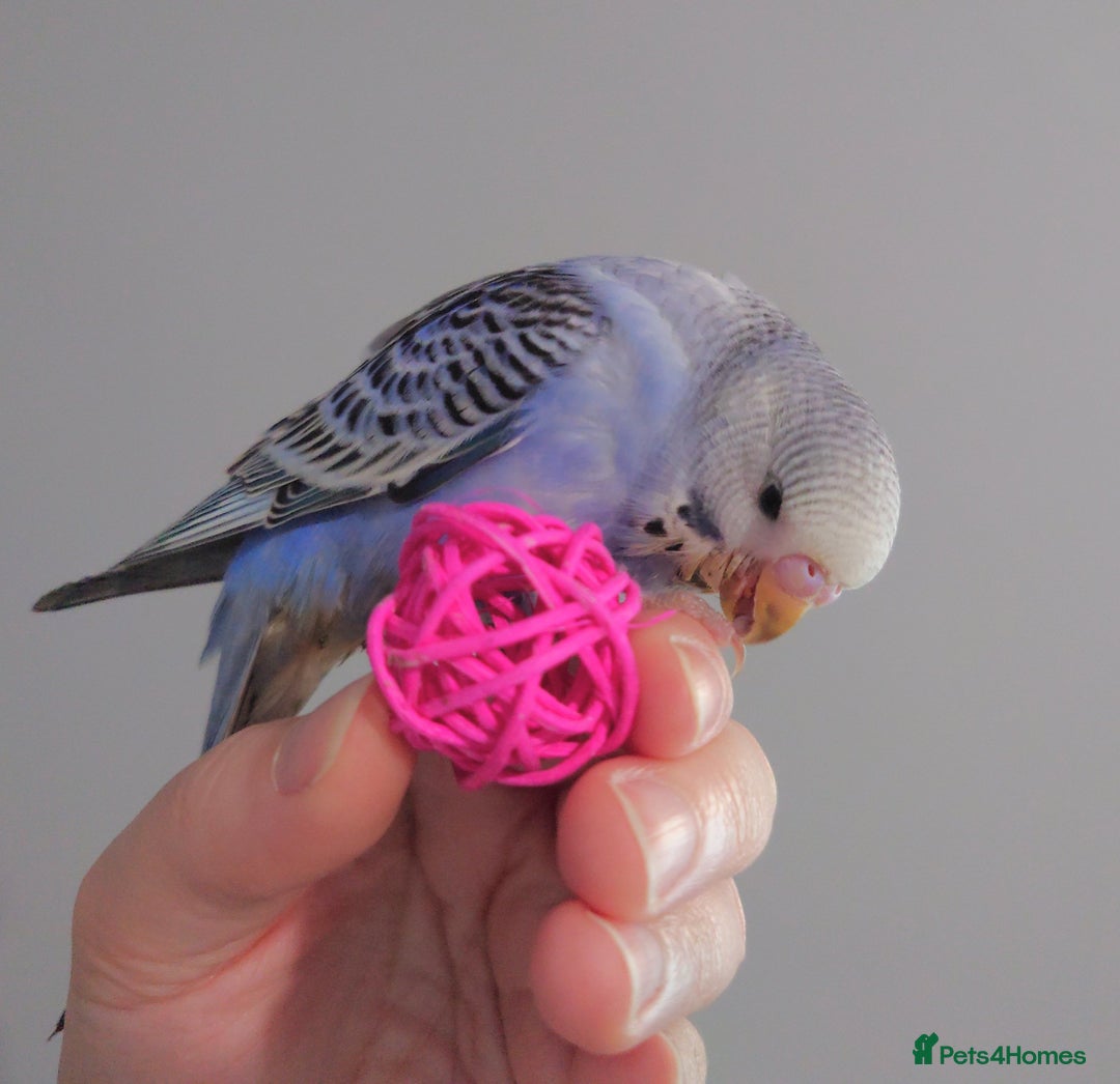 Budgerigars birds for sale: Hand reared silly tame baby budgies  - Image 18