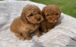 Cockapoo dogs for sale: Chocolate F1b Cockapoo’s - Image 21