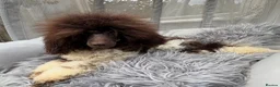 Toy Poodle dogs for stud: KC REG EXTENSIVELY HEALTH TESTED PARTI STUD  - Advert 7