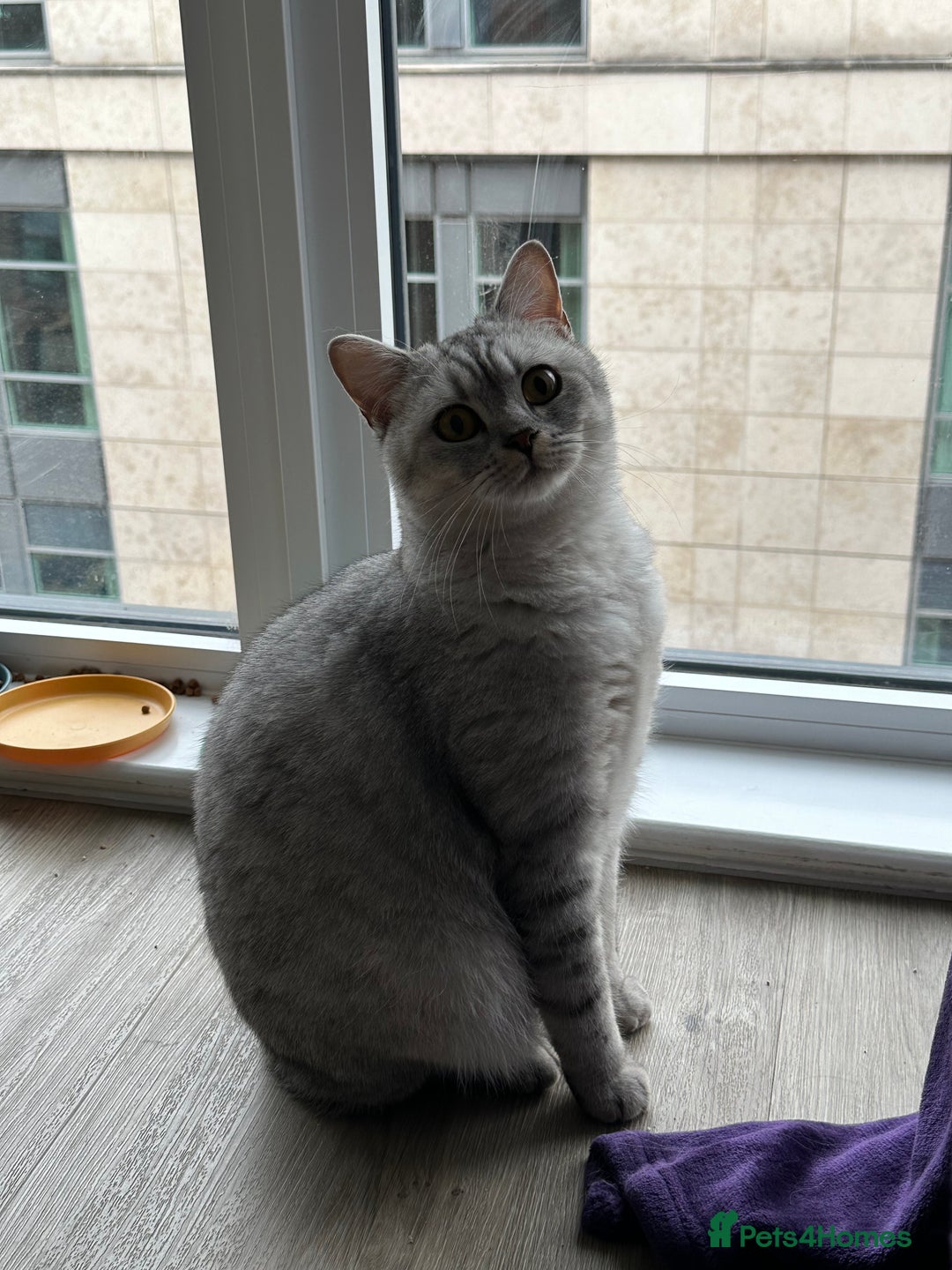 British Shorthair cats for sale: 2x British Shorthair - Advert 3
