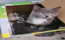 Ragdoll cats for sale: Ragdoll cross Somali kittens  - Image 15