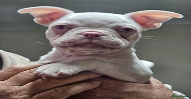 Mixed Breed dogs - Advert 13