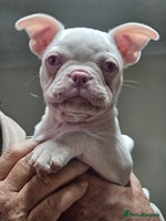 Mixed Breed dogs - Advert 2