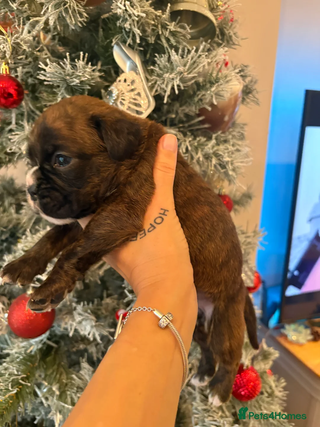 Boxer dogs for sale: READY NOW. LAST GIRL 🐶  - Advert 18