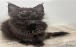 Maine Coon cats for sale: TICA registered blue boy Maine Coone male  - Image 1
