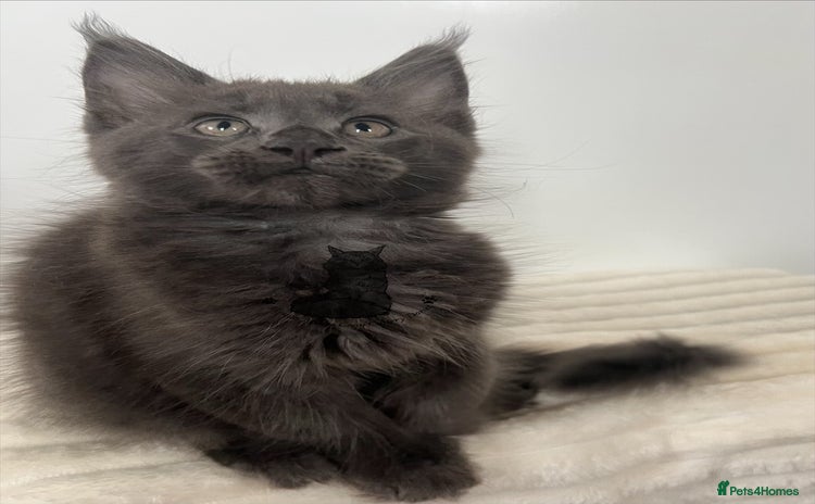 Maine Coon cats - Advert 4