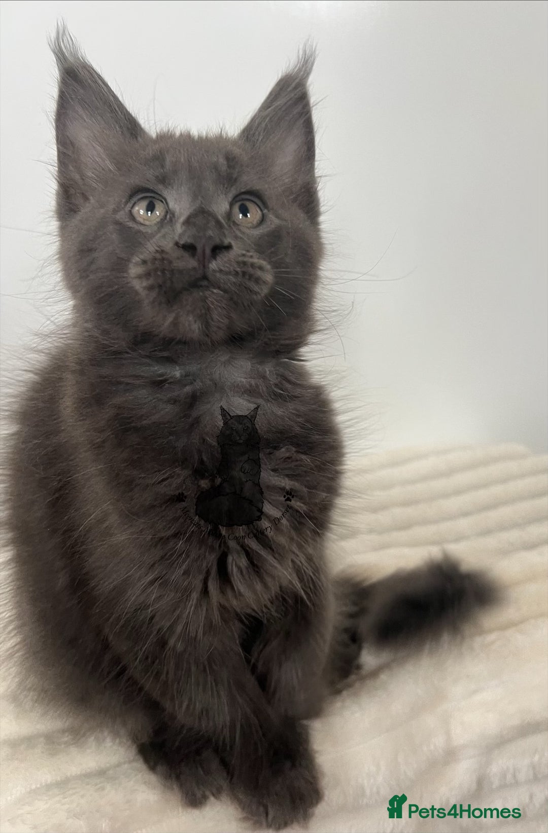 Maine Coon cats for sale: TICA registered blue boy Maine Coone male  - Image 1