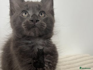 Maine Coon cats - Advert 34