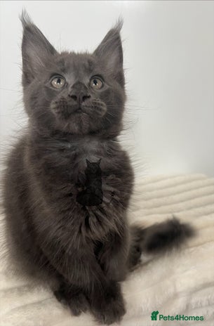 Maine Coon cats - Advert 8