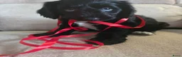 Mixed Breed dogs for sale: Australian Labradoodle Puppies - Advert 5