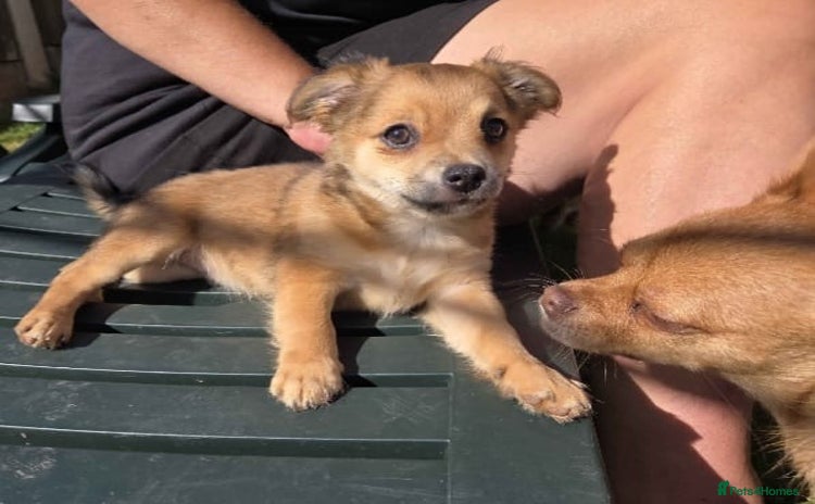 Pomchi dogs - Advert 10