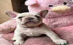 French Bulldog dogs for sale: Beautiful French Bulldog Puppies - Image 22