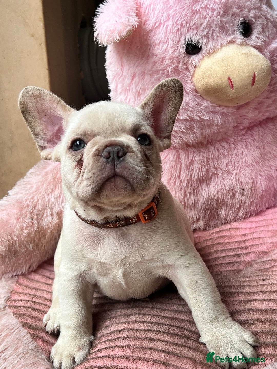 French Bulldog dogs for sale: Beautiful French Bulldog Puppies - Image 22