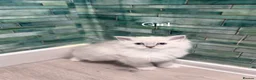 Ragdoll cats for sale: 3 beautiful kittens  in Longniddry - Advert 20