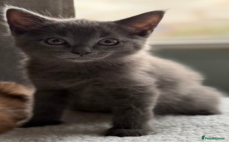 Ragdoll cats - Advert 1