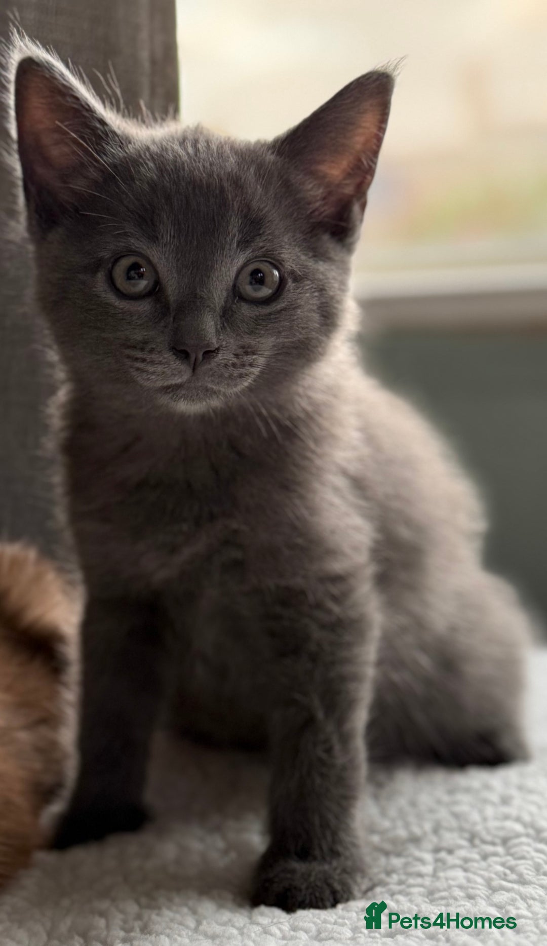 Ragdoll cats for sale: Ready Now Ragdoll x British Shorthair kittens  - Image 1