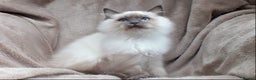 Ragdoll cats for sale: 2 RAGDOLL KITTENS TO GO TOGETHER CHAMPION IMP BL - Advert 14