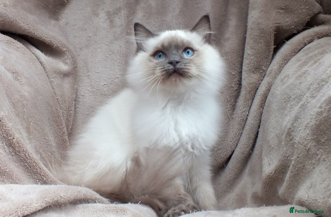 Ragdoll cats for sale: GCCF REG PET KITTENS CHAMPION IMPORT BLOODLINES - Image 15