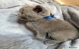 British Shorthair cats for sale: Beautiful British short haired /British long hair  - Image 16