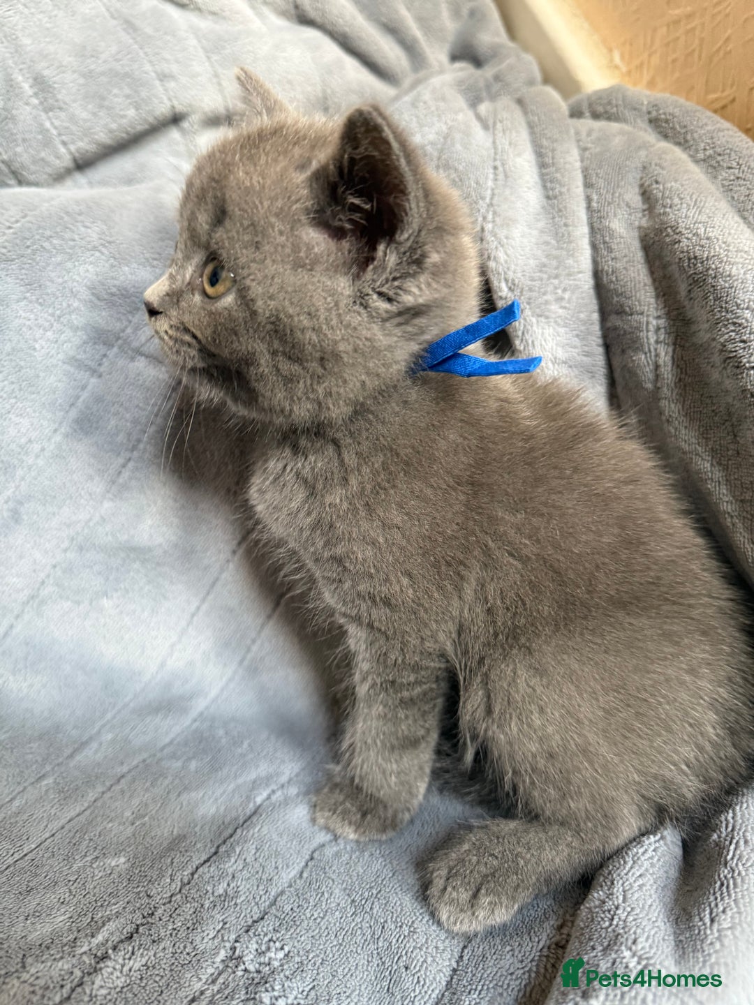 British Shorthair cats for sale: Beautiful British short haired /British long hair  - Image 16