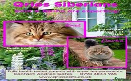 Siberian cats for sale: Hypoallergenic, fluffy, purebred healthy Siberians - Image 11