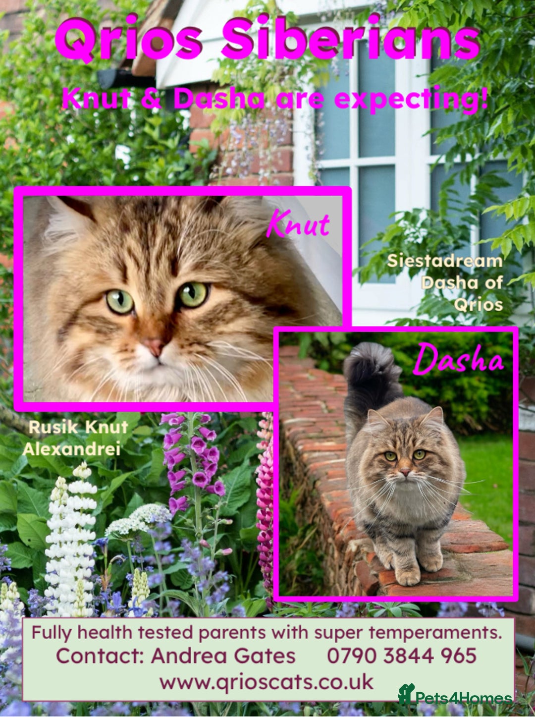 Siberian cats for sale: Hypoallergenic, fluffy, purebred healthy Siberians - Image 11