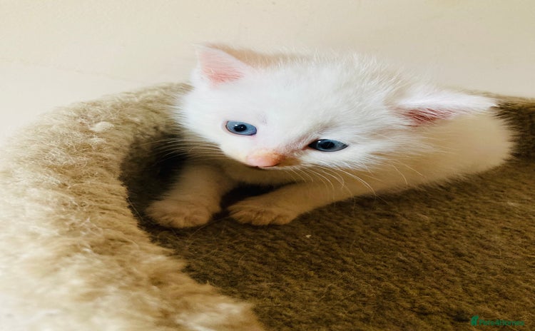 Mixed Breed cats - Advert 11