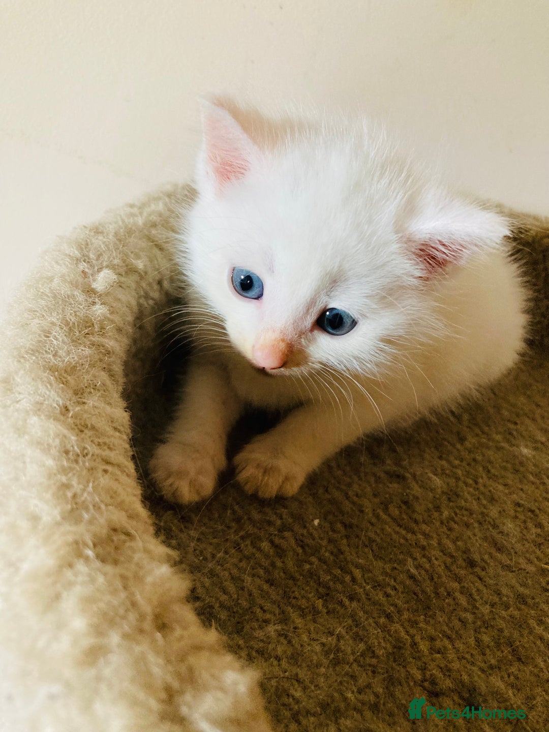 Mixed Breed cats for sale: Turkish Angora Kitten - Image 1