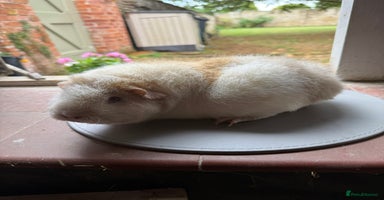 Guinea Pig rodents - Advert 6