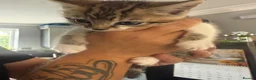 Mixed Breed cats for sale: Tabby Kittens  - Advert 9