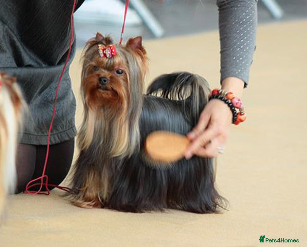 Yorkshire Terrier dogs for sale: Girl, Show quality, KC reg 18 champions bloodline - Advert 3