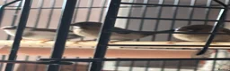 Finches birds for sale: Bengali’s finches x 3 in Blackpool - Advert 2
