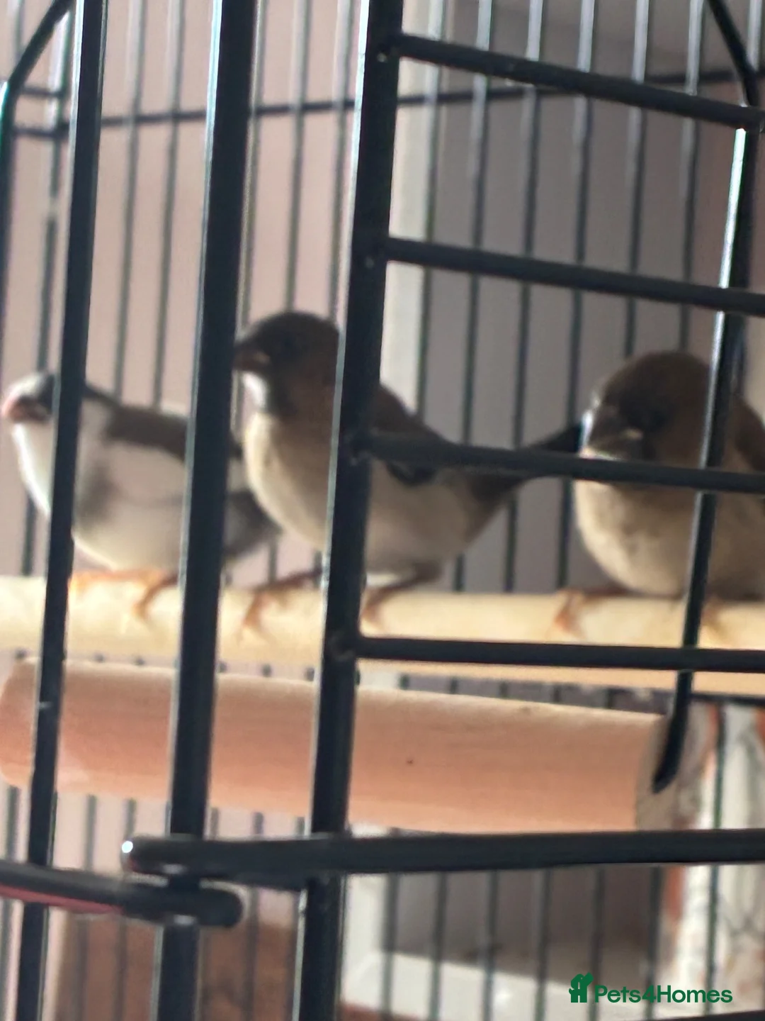 Finches birds for sale: Bengali’s finches x 3 in Blackpool - Advert 2