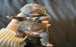 Staffordshire Bull Terrier dogs for sale: BEAUTIFUL STAFFORDSHIRE BULLTERRIER PUPPIES - Image 4