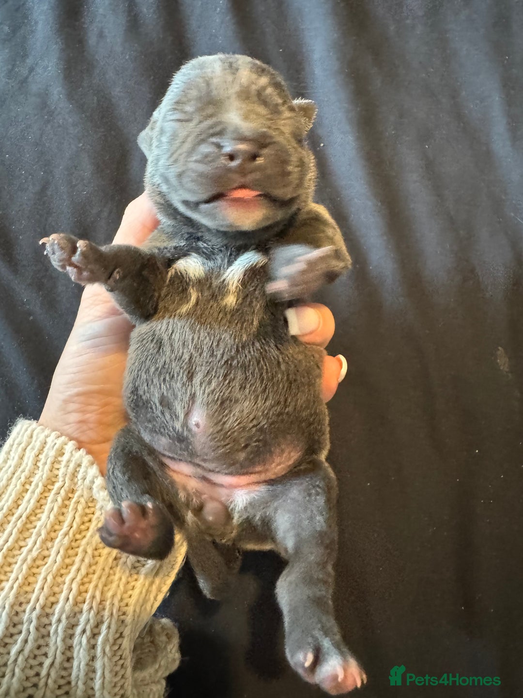 Staffordshire Bull Terrier dogs for sale: BEAUTIFUL STAFFORDSHIRE BULLTERRIER PUPPIES - Image 4