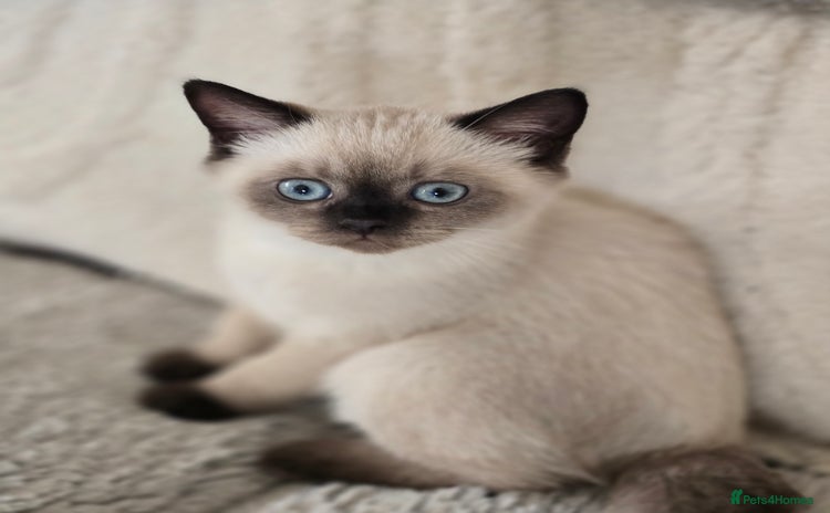 Scottish Fold cats - Advert 6
