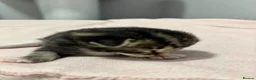 Domestic Shorthair cats for sale: 3 kittens for sale, 3 weeks old sex not confirmed  - Advert 7