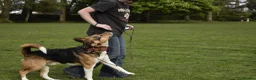 Mixed Breed dogs for sale: milo the beagle mix - Advert 4