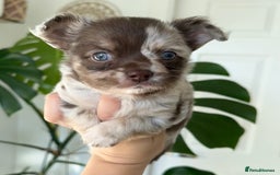 Chihuahua dogs for sale: Last Boy- Chihuahua Longhair Blue Eye Merle Boy - Image 2